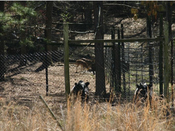 October 1, 2008: BVDV infections of white-tailed deer (Odocoileus virginianus) 