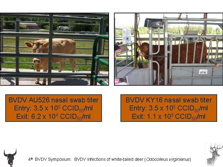 BVDV AU 526 nasal swab titer Entry: 3. 5 x 105 CCID 50/ml Exit: