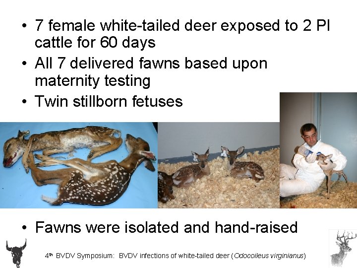  • 7 female white-tailed deer exposed to 2 PI cattle for 60 days