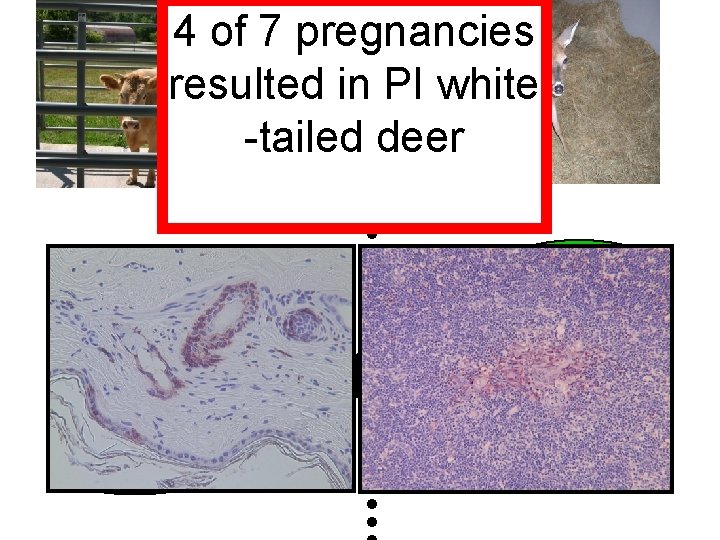 4 of 7 pregnancies resulted in PI white -tailed deer Acute Infection Fetal Infection