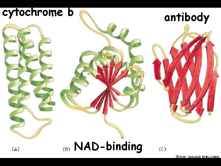 cytochrome b NAD-binding antibody 