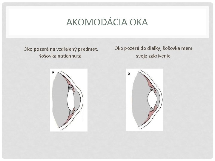 AKOMODÁCIA OKA Oko pozerá na vzdialený predmet, šošovka natiahnutá Oko pozerá do diaľky, šošovka