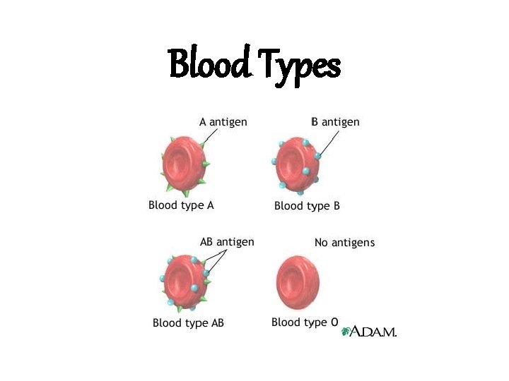 Blood Types 