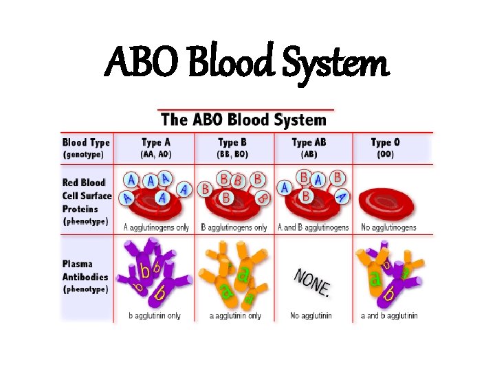 ABO Blood System 