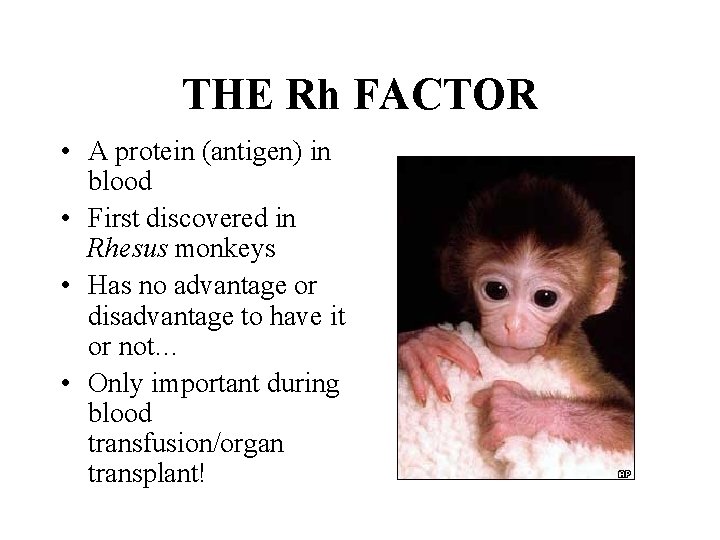 THE Rh FACTOR • A protein (antigen) in blood • First discovered in Rhesus