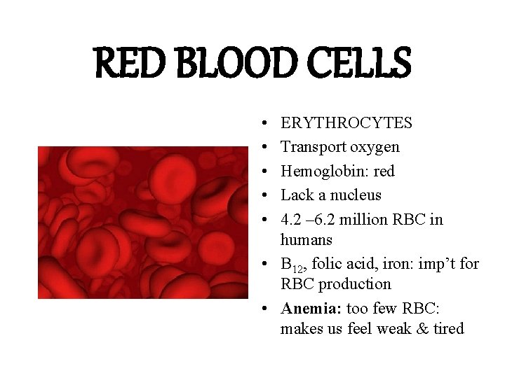 RED BLOOD CELLS • • • ERYTHROCYTES Transport oxygen Hemoglobin: red Lack a nucleus