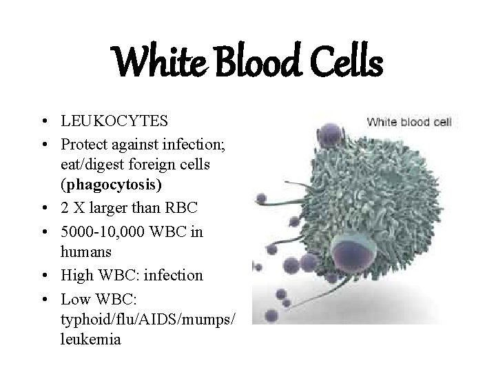 White Blood Cells • LEUKOCYTES • Protect against infection; eat/digest foreign cells (phagocytosis) •