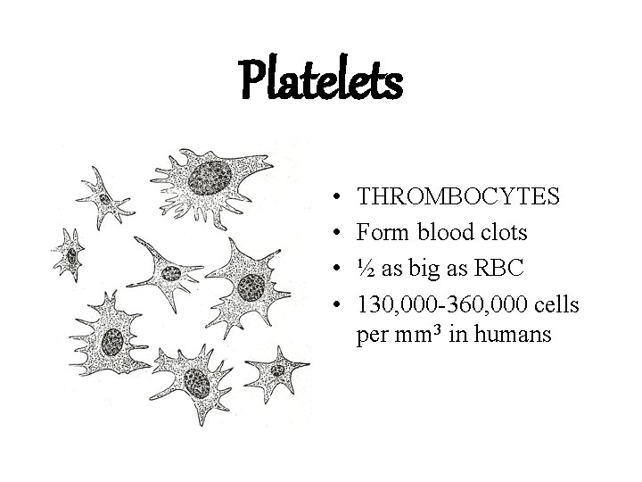 Platelets • • THROMBOCYTES Form blood clots ½ as big as RBC 130, 000