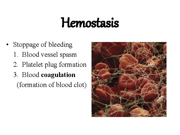 Hemostasis • Stoppage of bleeding 1. Blood vessel spasm 2. Platelet plug formation 3.