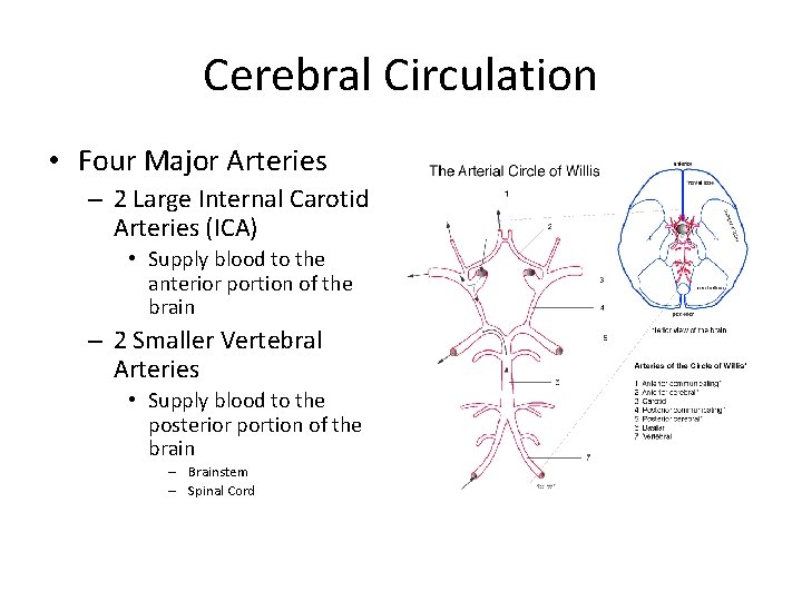 Cerebral Circulation • Four Major Arteries – 2 Large Internal Carotid Arteries (ICA) •