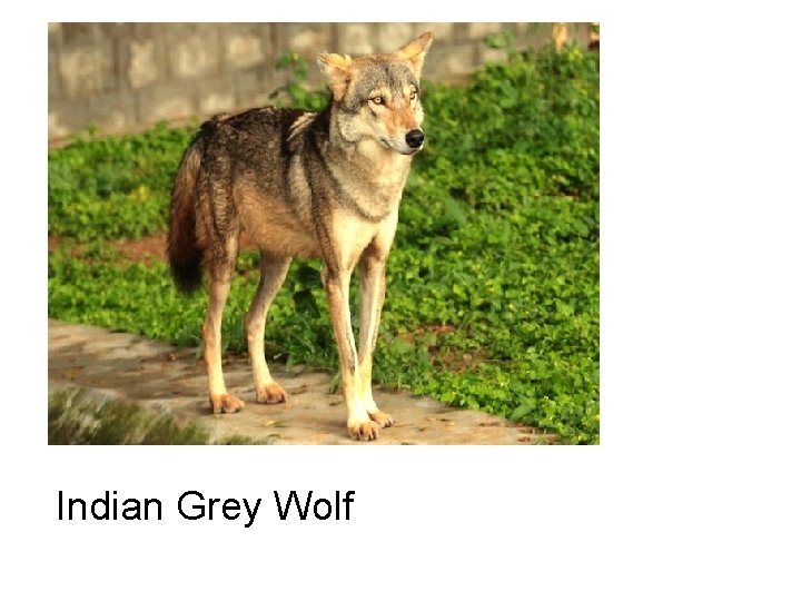 Indian Grey Wolf 