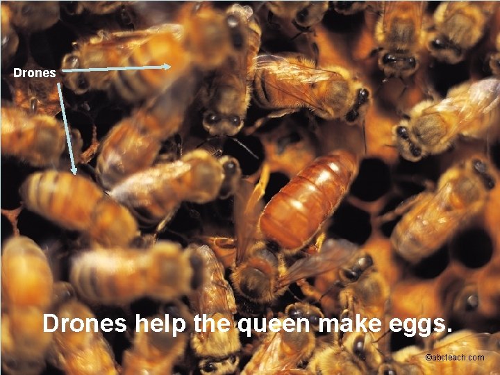 Drones help the queen make eggs. ©abcteach. com 