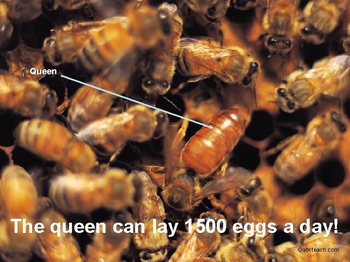 Queen The queen can lay 1500 eggs a day! ©abcteach. com 