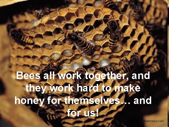 Bees all work together, and they work hard to make honey for themselves… and