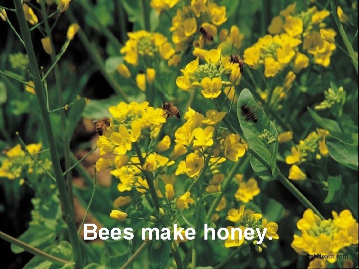 Bees make honey. ©abcteach. com 