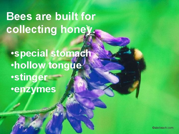 Bees are built for collecting honey. • special stomach • hollow tongue • stinger