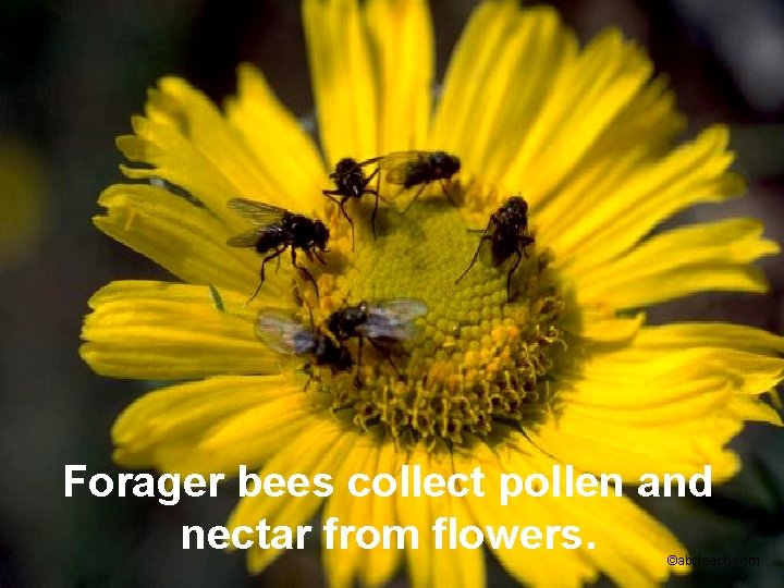 Forager bees collect pollen and nectar from flowers. ©abcteach. com 