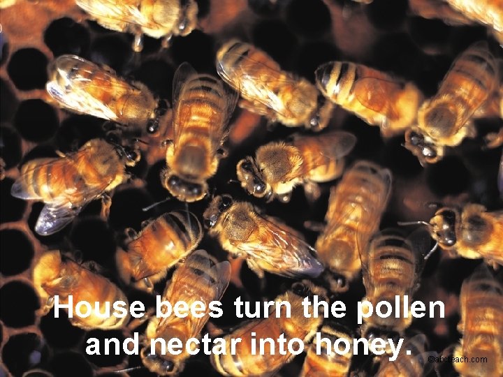 House bees turn the pollen and nectar into honey. ©abcteach. com 