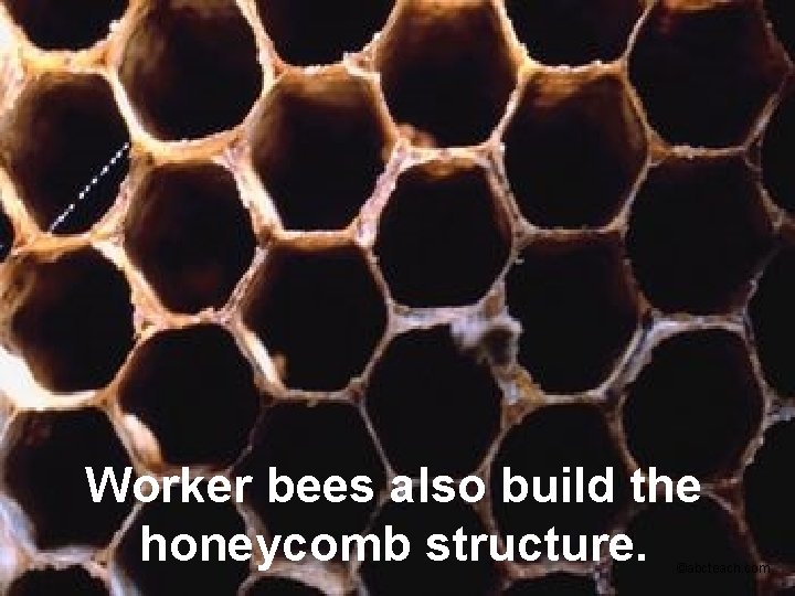 Worker bees also build the honeycomb structure. ©abcteach. com 