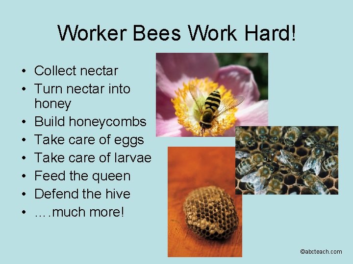 Worker Bees Work Hard! • Collect nectar • Turn nectar into honey • Build