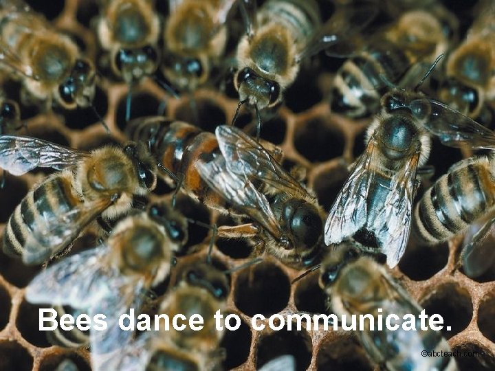 Bees dance to communicate. ©abcteach. com 