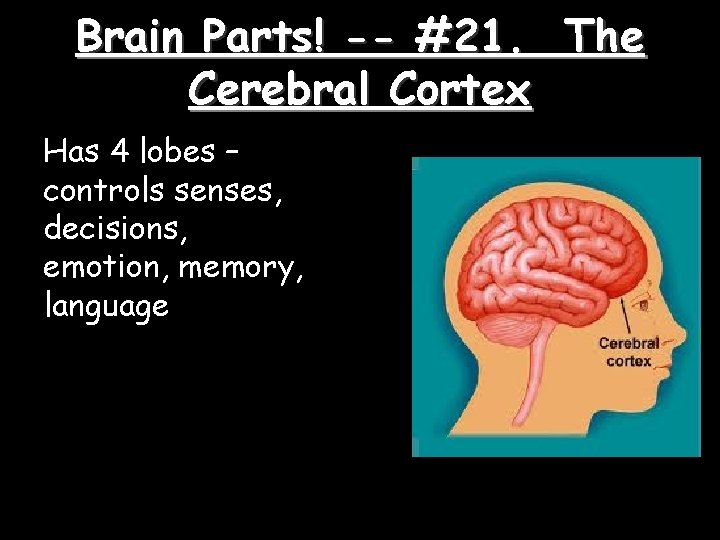 Brain Parts! -- #21. The Cerebral Cortex Has 4 lobes – controls senses, decisions,