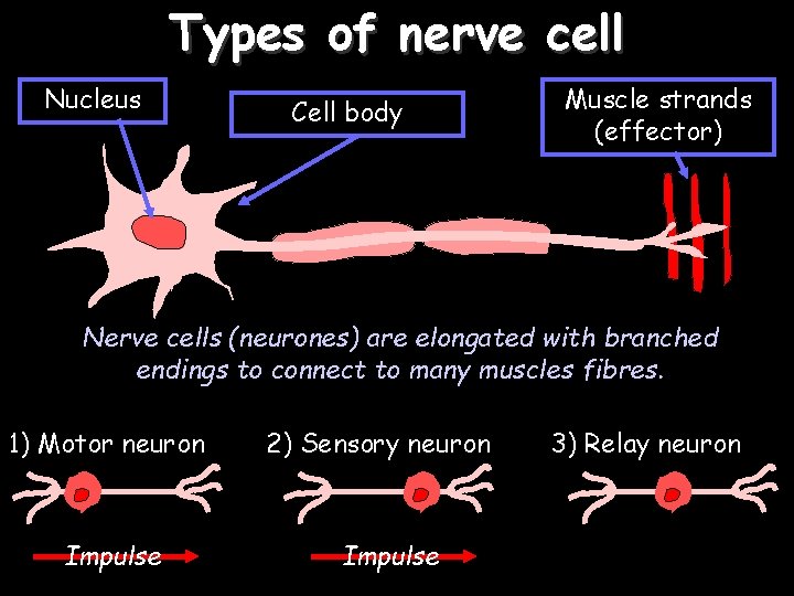 Types of nerve cell Nucleus Cell body Muscle strands (effector) Nerve cells (neurones) are