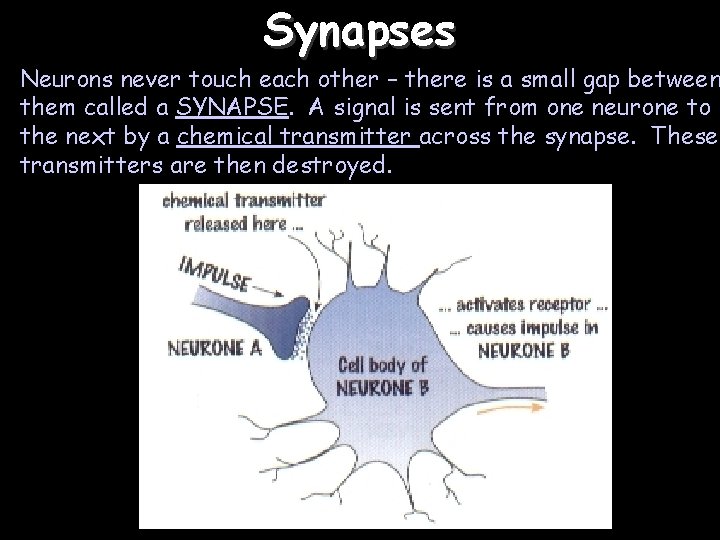 Synapses Neurons never touch each other – there is a small gap between them
