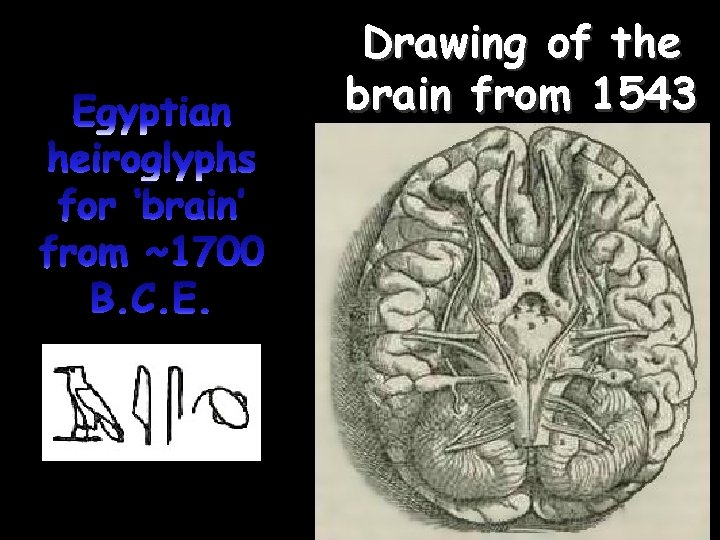 Drawing of the brain from 1543 
