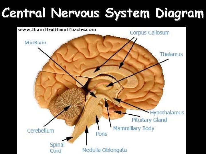 Central Nervous System Diagram 