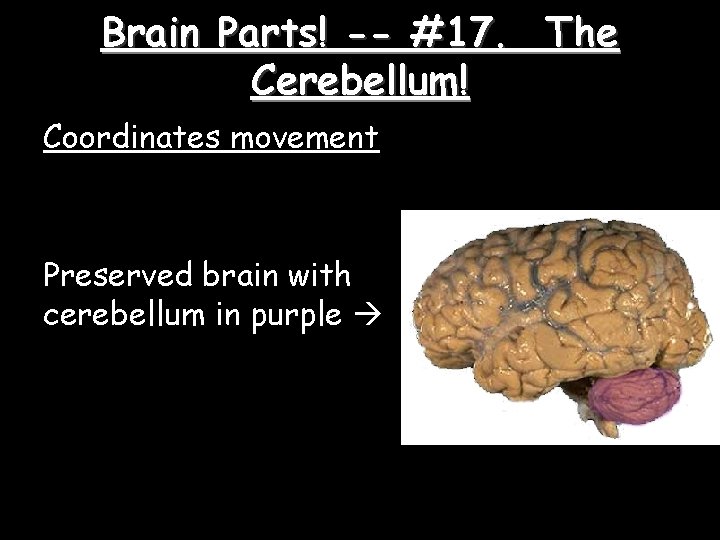 Brain Parts! -- #17. The Cerebellum! Coordinates movement Preserved brain with cerebellum in purple