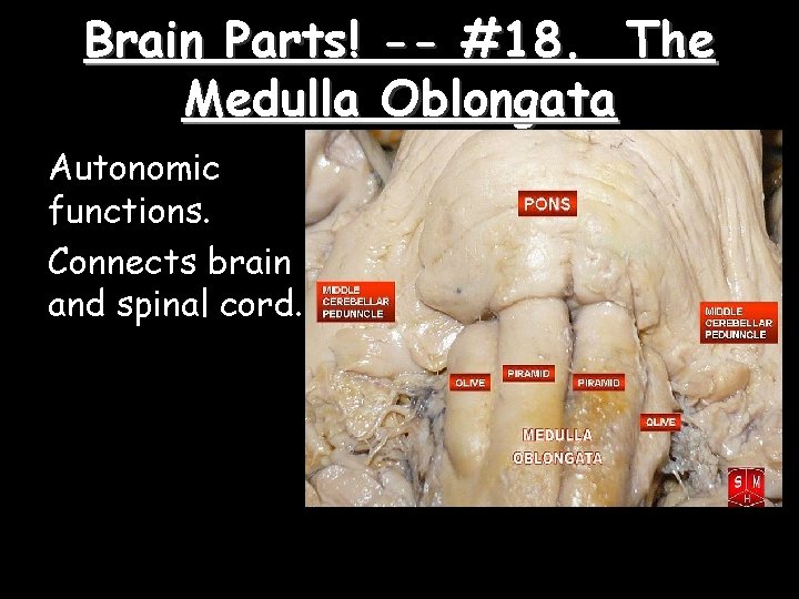Brain Parts! Medulla Autonomic functions. Connects brain and spinal cord. -- #18. The Oblongata