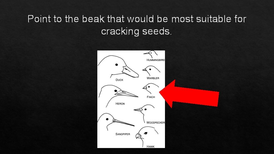 Point to the beak that would be most suitable for cracking seeds. 