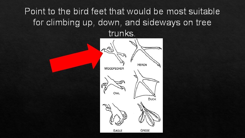 Point to the bird feet that would be most suitable for climbing up, down,