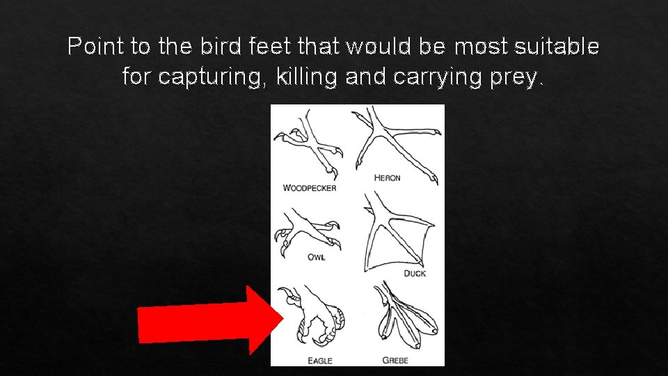 Point to the bird feet that would be most suitable for capturing, killing and