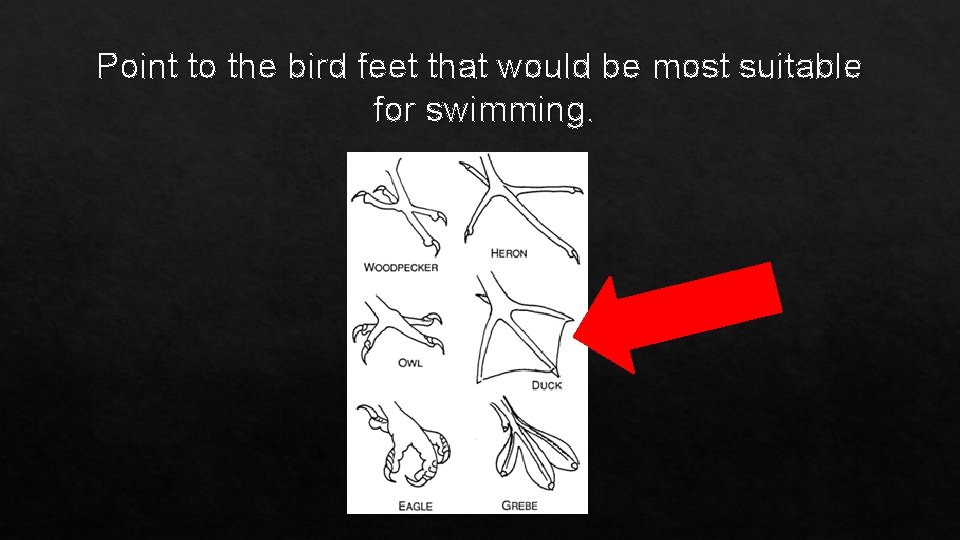 Point to the bird feet that would be most suitable for swimming. 