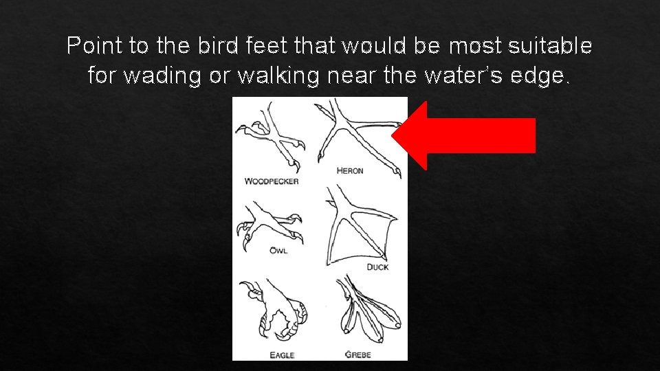 Point to the bird feet that would be most suitable for wading or walking