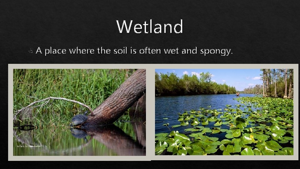 Wetland A place where the soil is often wet and spongy. 