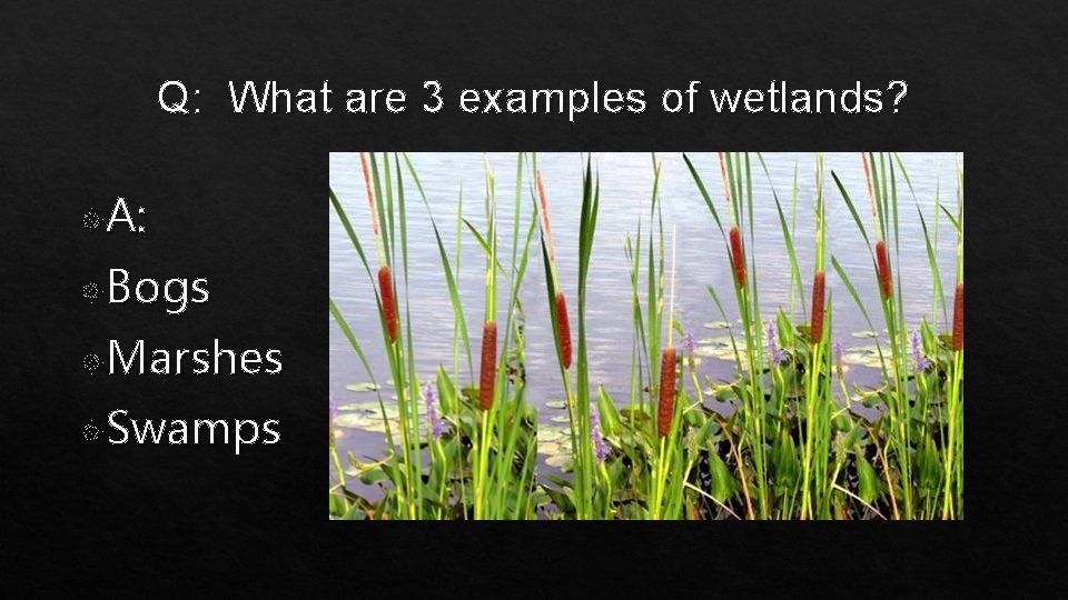 Q: What are 3 examples of wetlands? A: Bogs Marshes Swamps 