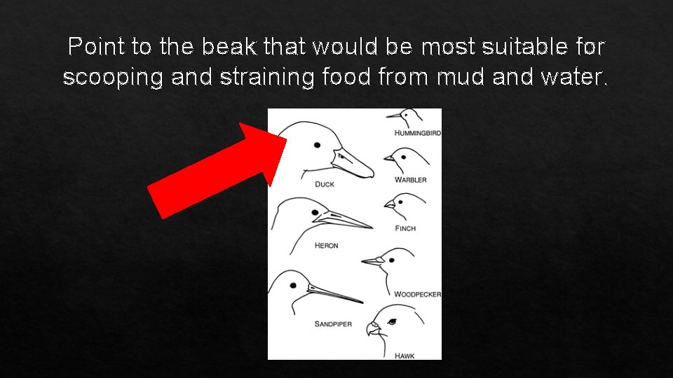 Point to the beak that would be most suitable for scooping and straining food