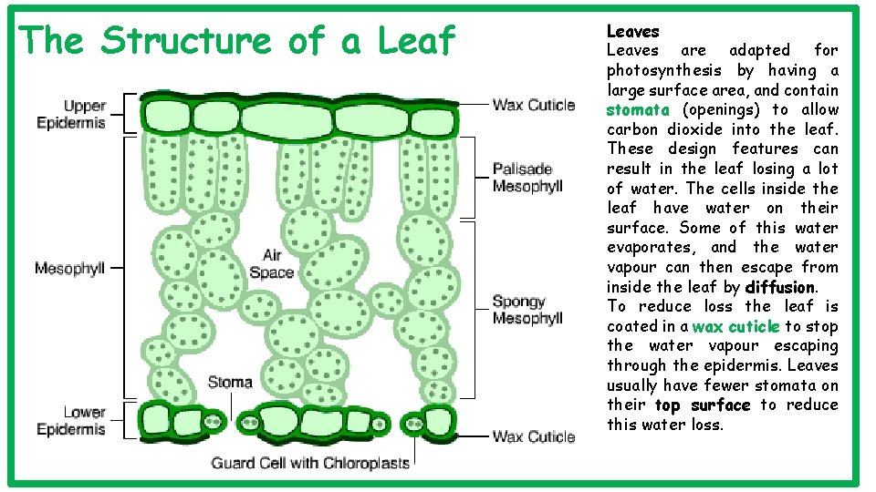 The Structure of a Leaf Leaves are adapted for photosynthesis by having a large