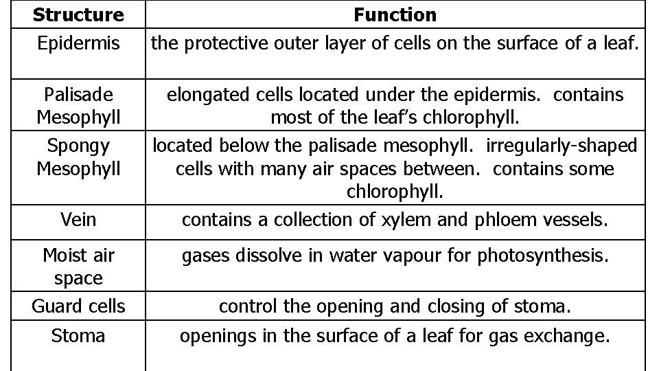 Structure Epidermis Function the protective outer layer of cells on the surface of a