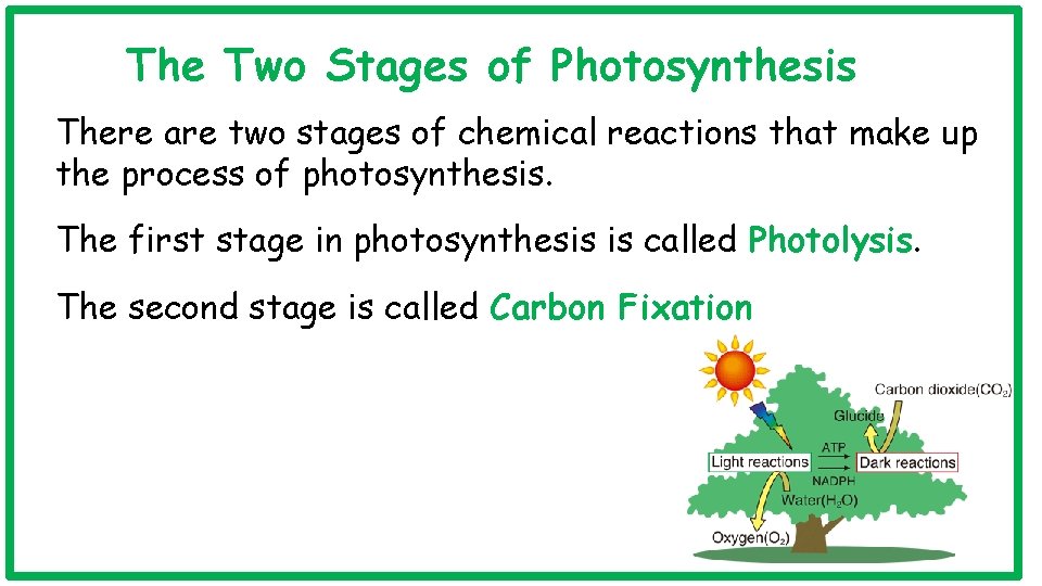 The Two Stages of Photosynthesis There are two stages of chemical reactions that make