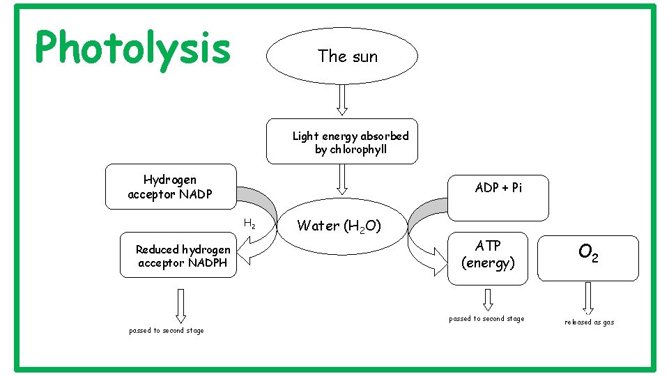 Photolysis The sun Light energy absorbed by chlorophyll Hydrogen acceptor NADP + Pi H
