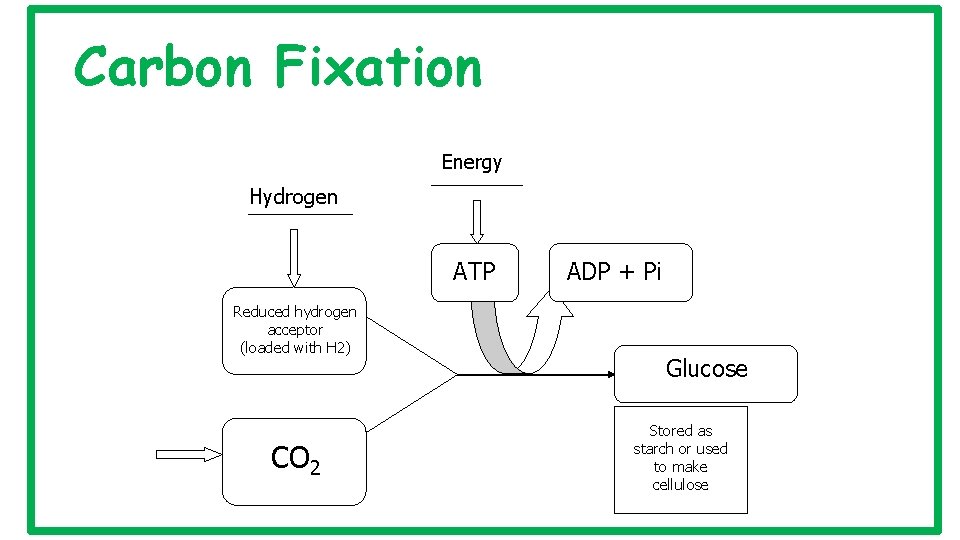 Carbon Fixation Energy Hydrogen ATP Reduced hydrogen acceptor (loaded with H 2) CO 2