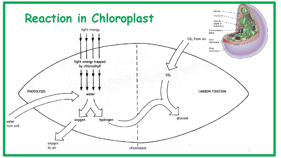 Reaction in Chloroplast 