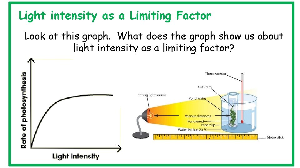 Light intensity as a Limiting Factor Look at this graph. What does the graph