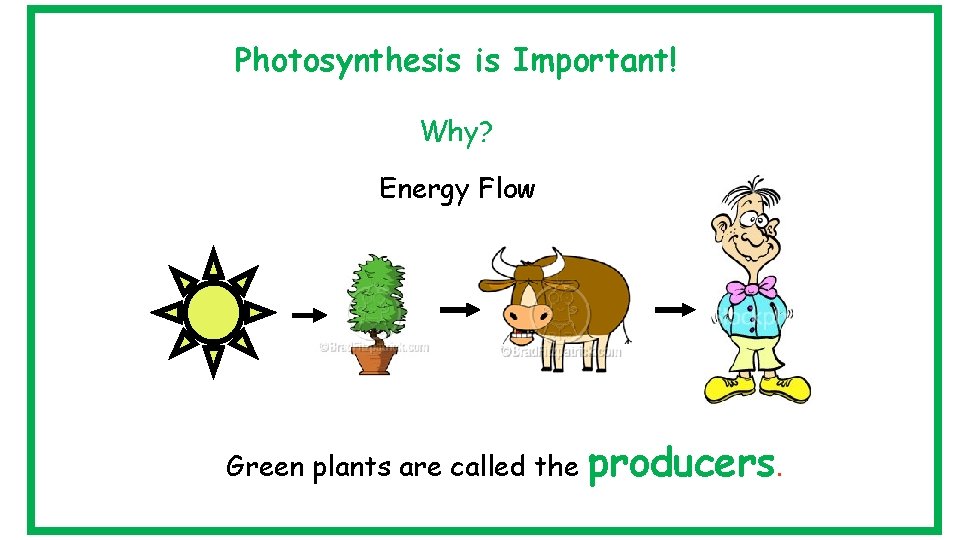 Photosynthesis is Important! Why? Energy Flow Green plants are called the producers. 