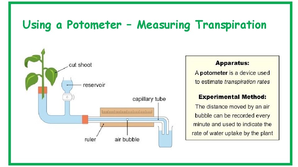 Using a Potometer – Measuring Transpiration 