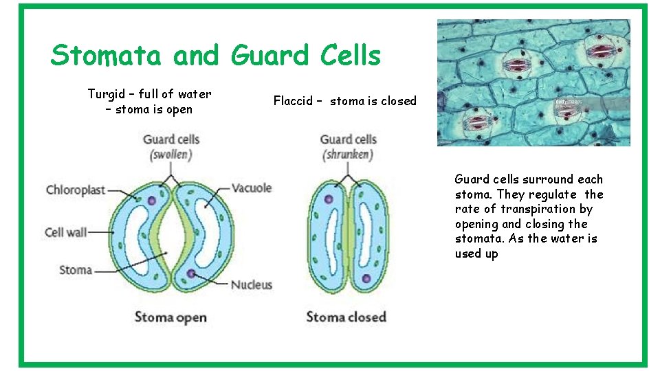 Stomata and Guard Cells Turgid – full of water – stoma is open Flaccid